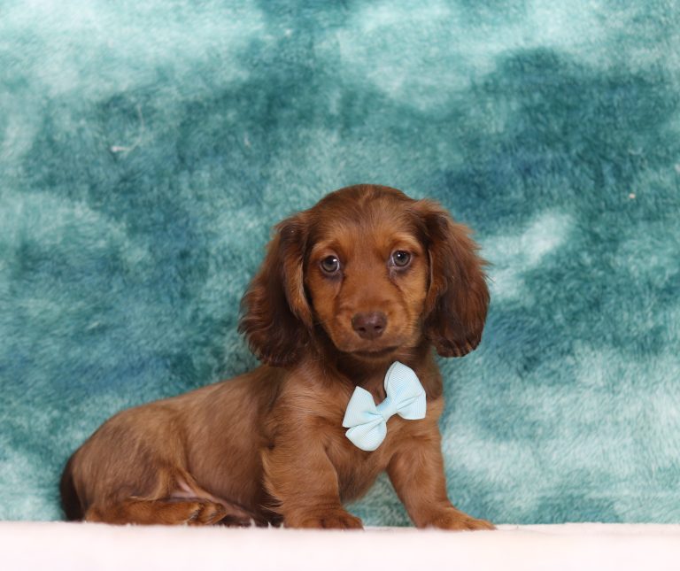 2913aaaDiego the dachshund-the puppy lodge