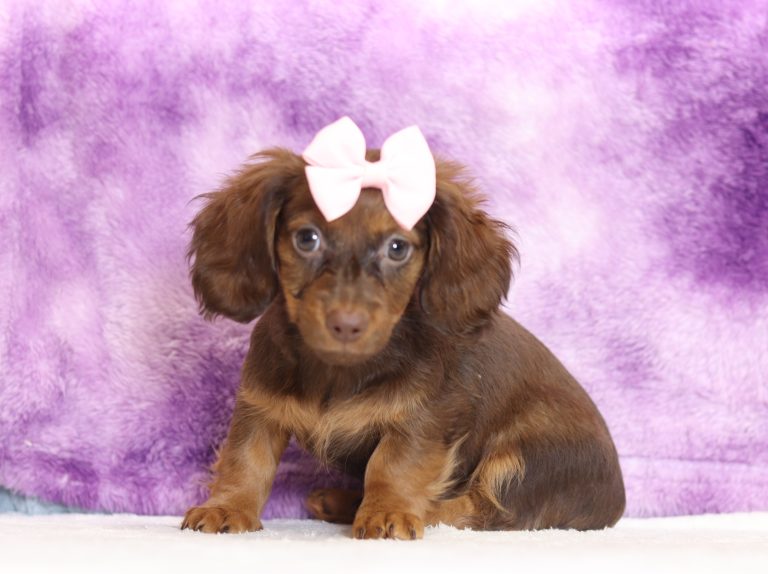 2914aaaDanae the dachshund-the puppy lodge