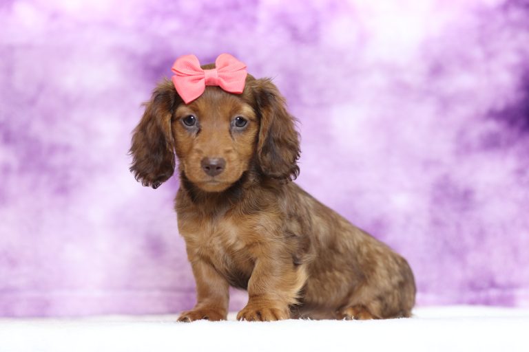 2915aaaDolly the dachshund-the puppy lodge