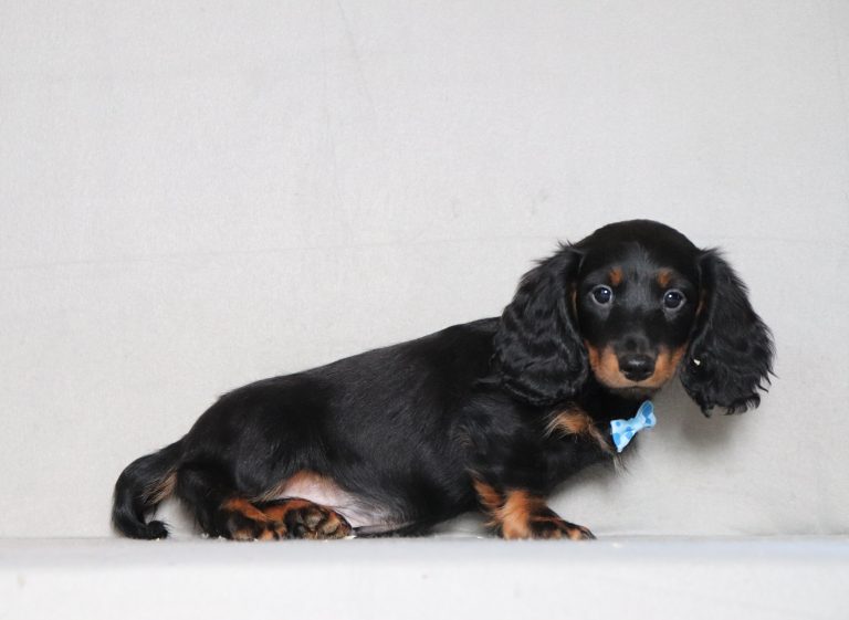2916aa Janzi the mini dachshund-the puppy lodge