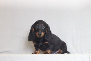 2916aaa Janzi the mini dachshund-the puppy lodge