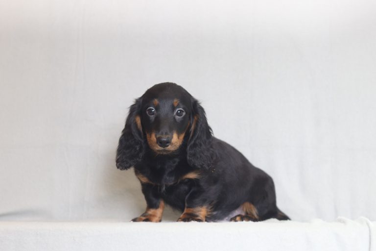 2916aaa Janzi the mini dachshund-the puppy lodge