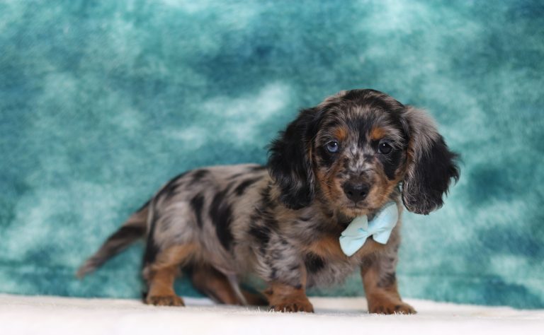 2917aaaJohnny the dachshund-the puppy lodge