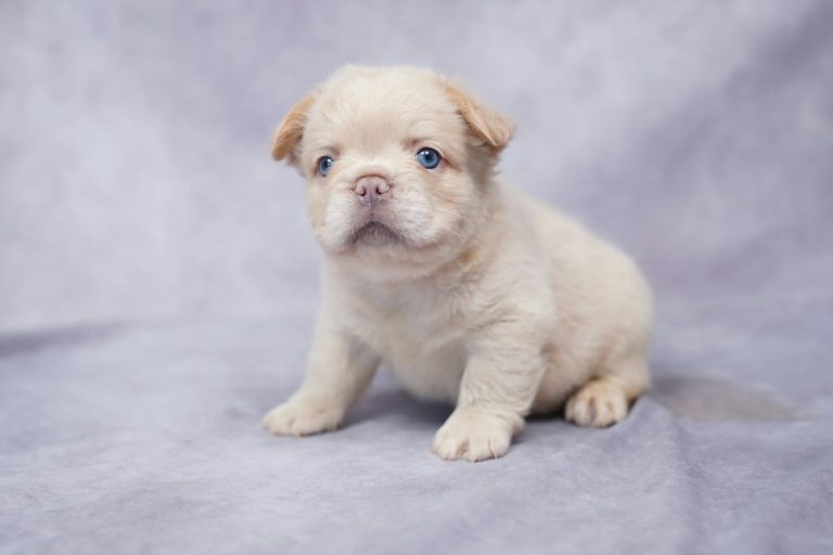 3557aaKeith the fluffy frenchie-the puppy lodge