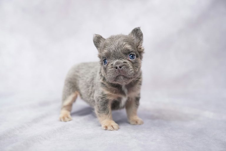 3567aKara the fluffy frenchie-the puppy lodge