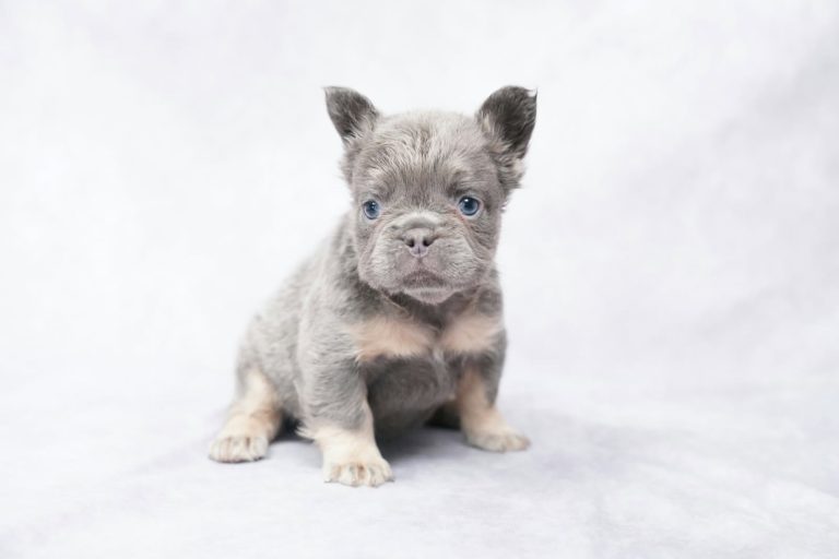 3878aaa.Kinsley the fluffy frenchie-the puppy lodge