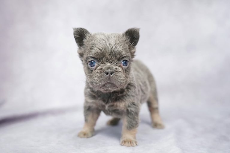 3879aKyra the fluffy frenchie-the puppy lodge