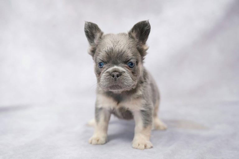 3889Kiana the fluffy frenchie-the puppy lodge