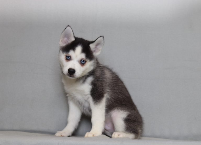 4000aaa Zachary the pomsky-the puppy lodge