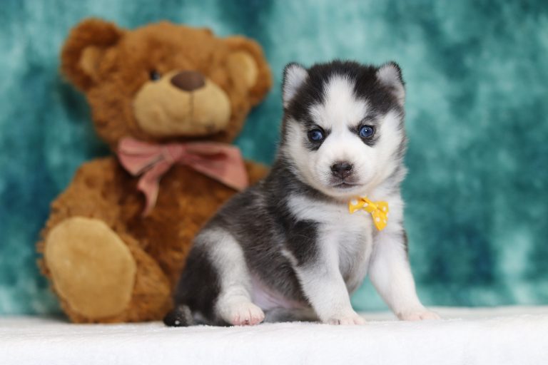 4000aaaZachary the pomsky-the puppy lodge