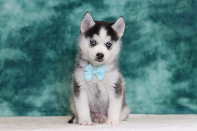 4000aaa Zachary the pomsky-The Puppy Lodge