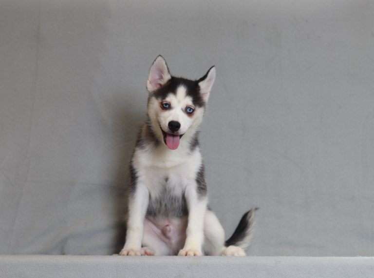 4000a zachary the pomsky-the puppy lodge