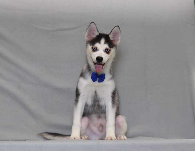 4000aa zachary the pomsky-the puppy lodge