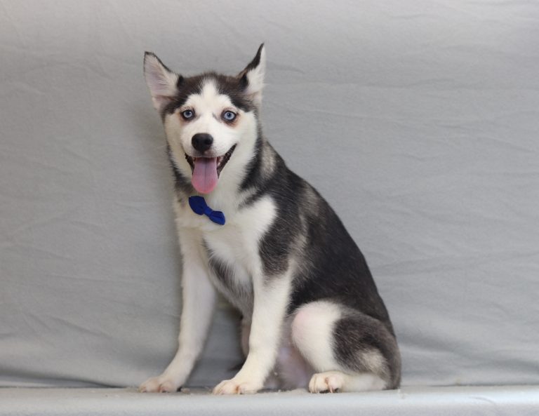 4000aaa-zachary the pomsky-the puppy lodge