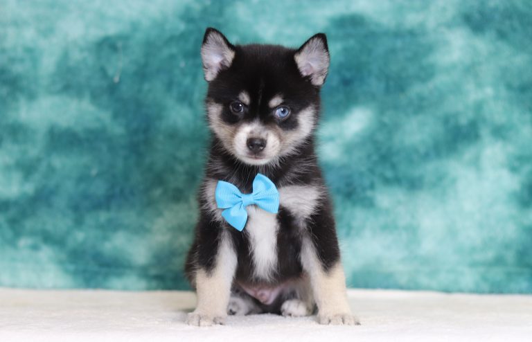 4001aaa Zachariah the pomsky-The Puppy Lodge