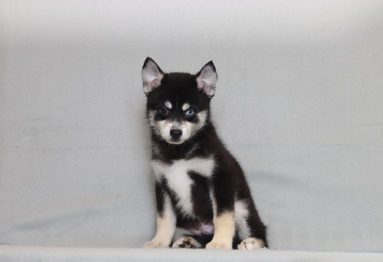 4001aaa Zachariah the pomsky-the puppy lodge