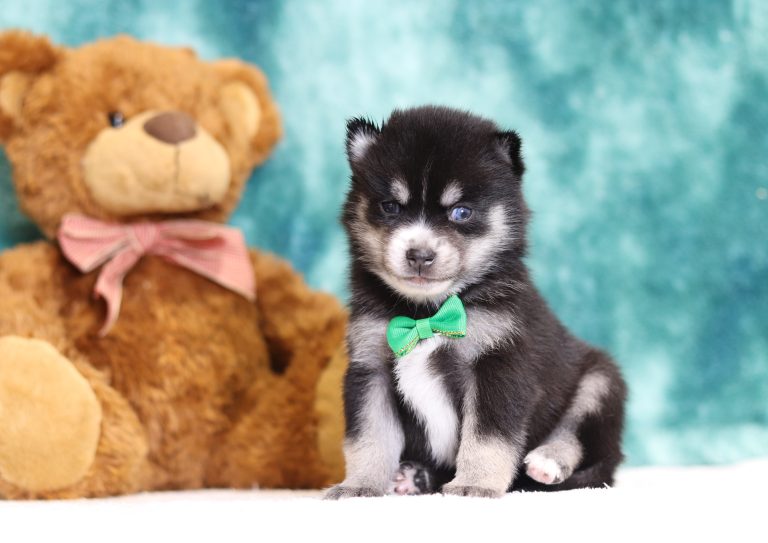 4001aaZachariah the pomsky-the puppy lodge
