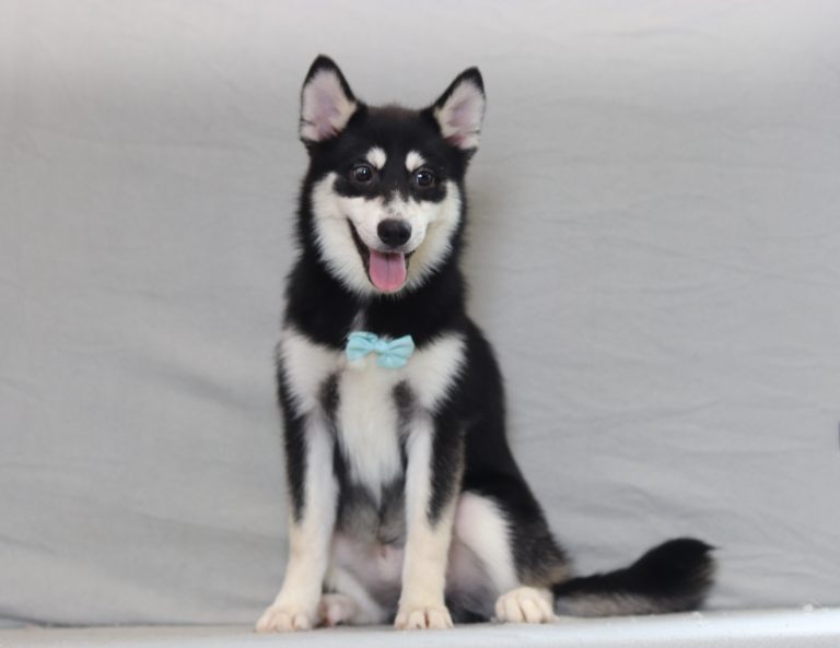 4002aa zozo the pomsky-the puppy lodge