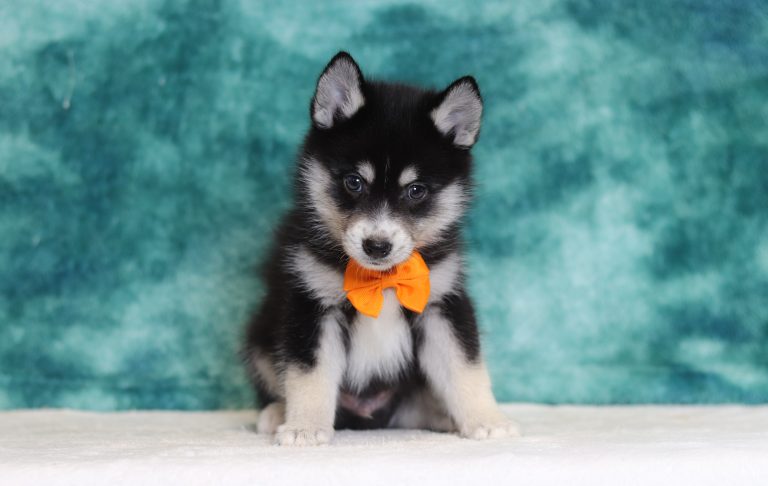 4002aaa Zozo the pomsky-The Puppy Lodge
