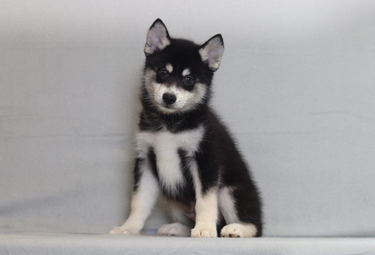4002a Zozo the pomsky-the puppy lodge