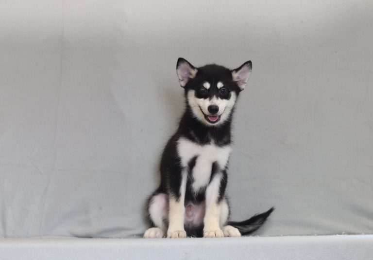 Young husky puppy with black and white fur sits upright on a light gray backdrop, looking at the camera with its tongue slightly out.