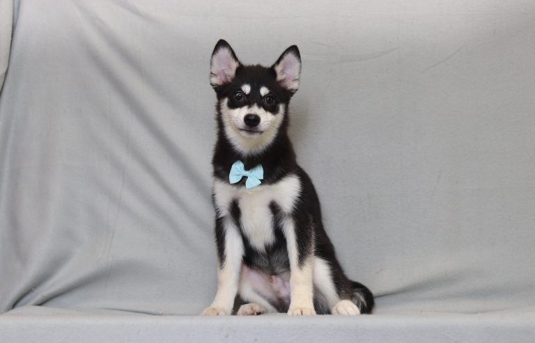 4002aaa zozo the pomsky-the puppy lodge