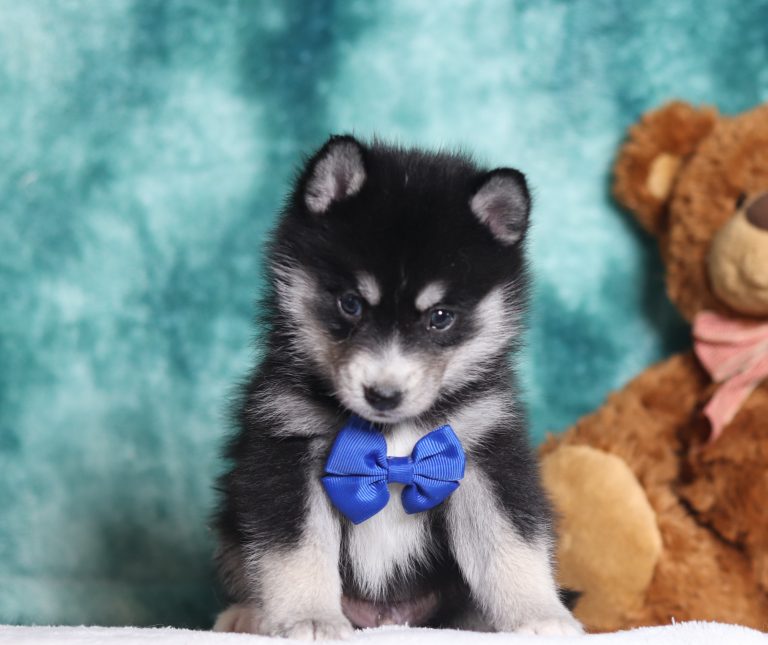 4002aaaZozo the pomsky-the puppy lodge