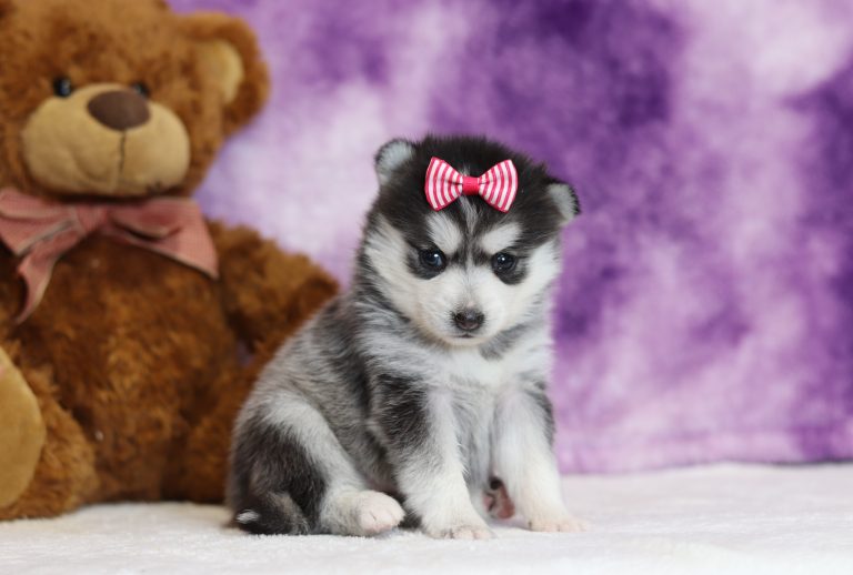4003aaaZala the pomsky-the puppy lodge