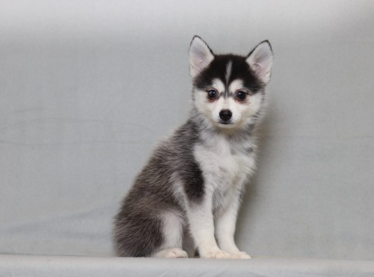 4003aaa Zala the pomsky-the puppy lodge