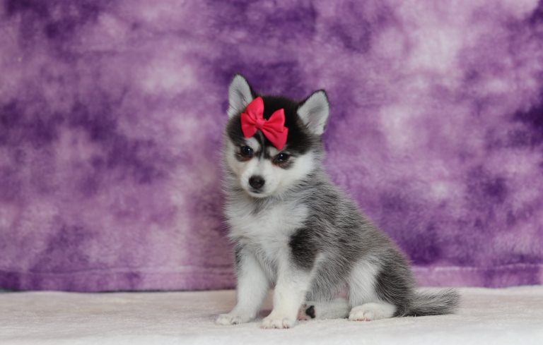 4003aaa Zala the pomsky-The Puppy Lodge