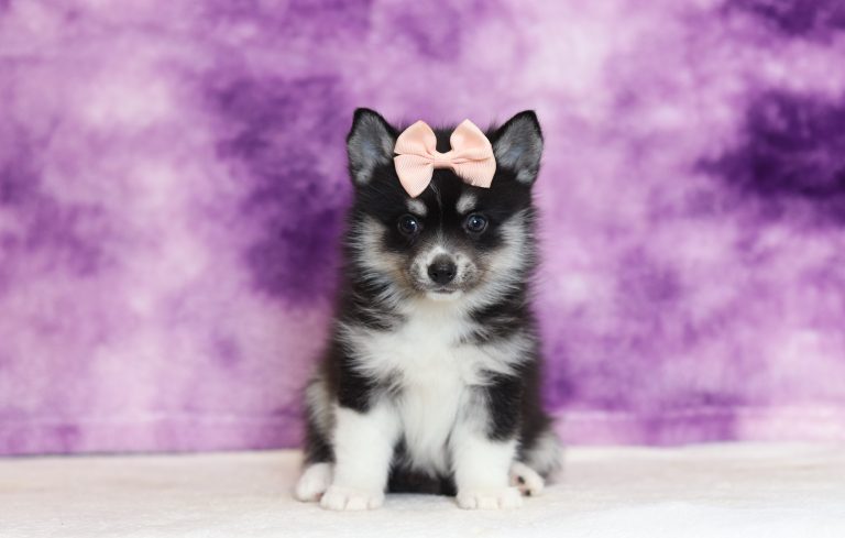 4004aaa Zoey the pomsky-The Puppy Lodge