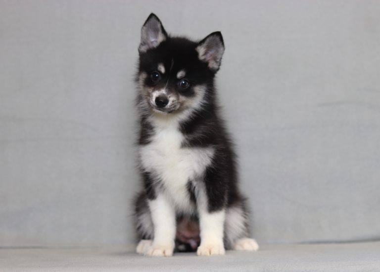 4004aa Zoey the pomsky-the puppy lodge