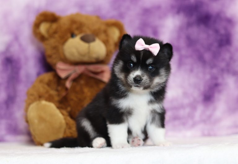 4004aZoey the pomsky-the puppy lodge