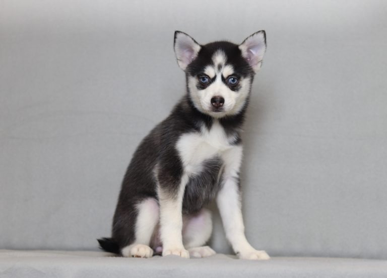 4005aa Zella the pomsky-the puppy lodge