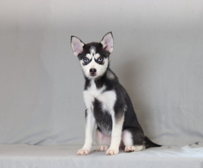 4005a zella the pomsky-the puppy lodge