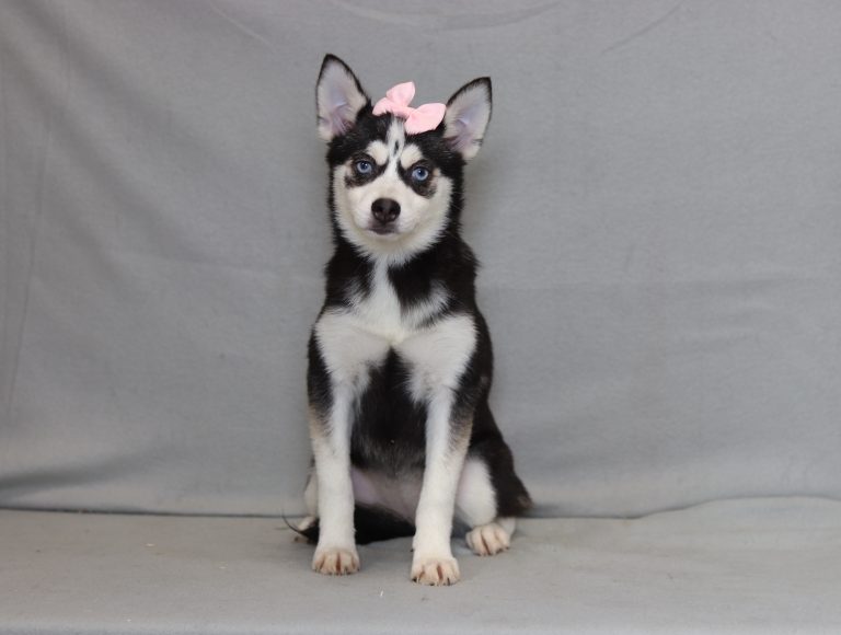 4005a zella the pomsky-the puppy lodge