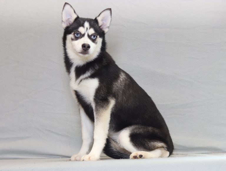4005aaa- zella the pomsky-the puppy lodge