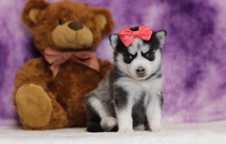 4005aaZella the pomsky-the puppy lodge