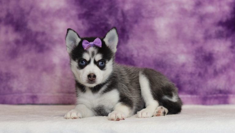 4005aa Zella the pomsky-The Puppy Lodge