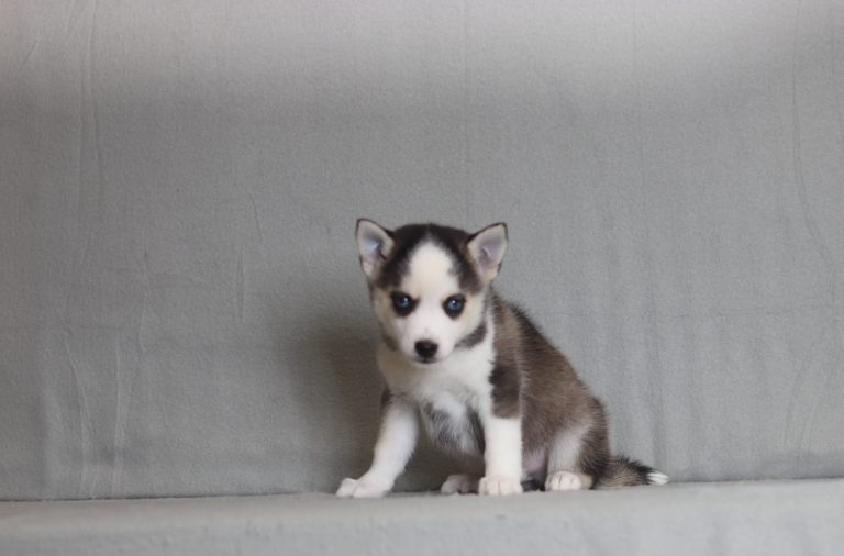4201aaaLayfayette the pomsky-the puppy lodge