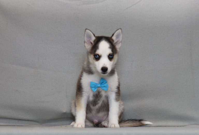 Young husky puppy with a blue bow tie sitting against a gray backdrop.