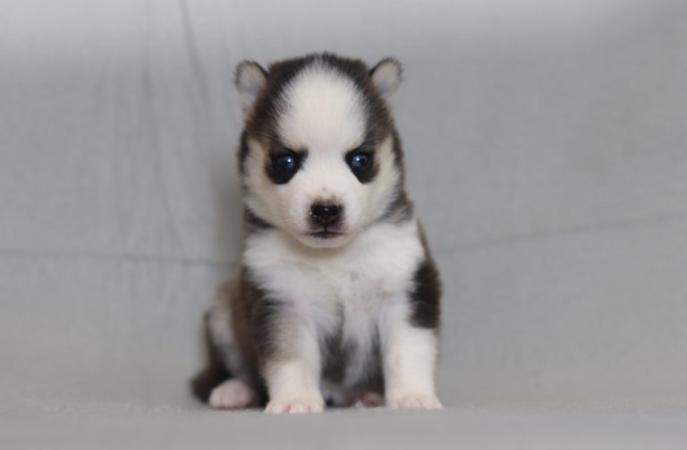 4201aaa Lafayette the pomsky-the puppy lodge