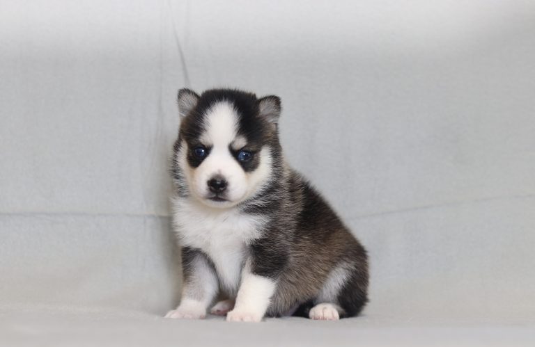 4202aa- LaBryan the pomsky-the puppy lodge