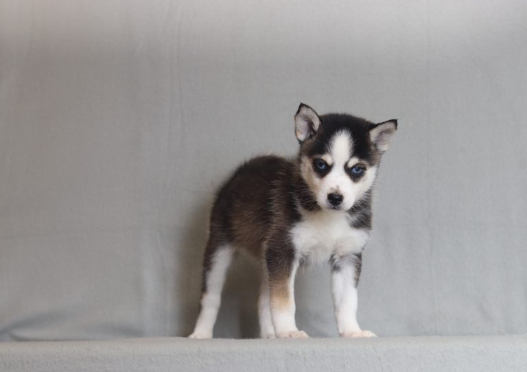 4202aaaLa Bron the pomsky-the puppy lodge