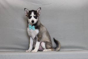 4202aaa labron the pomsky-the puppy lodge