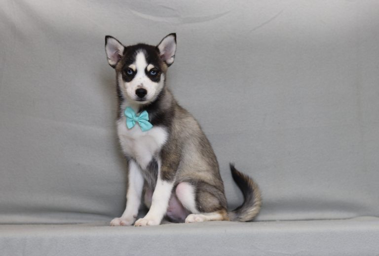 4202aaa labron the pomsky-the puppy lodge