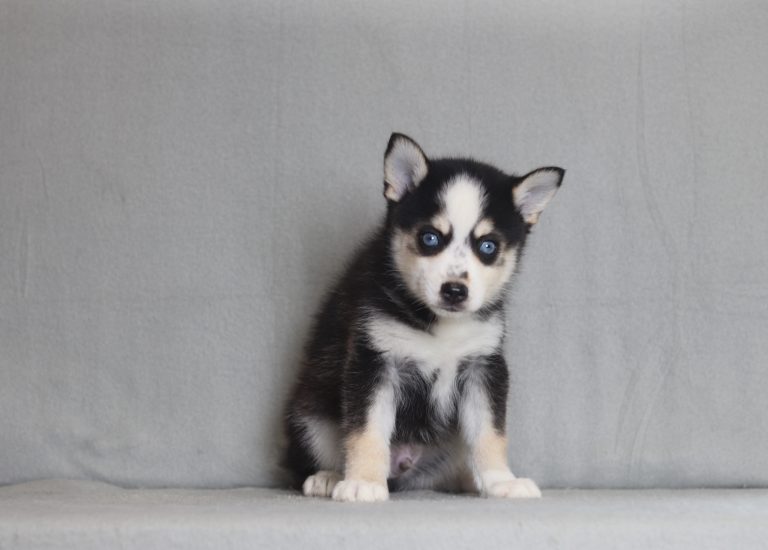 4203aa-Loki the pomsky-the puppy lodge
