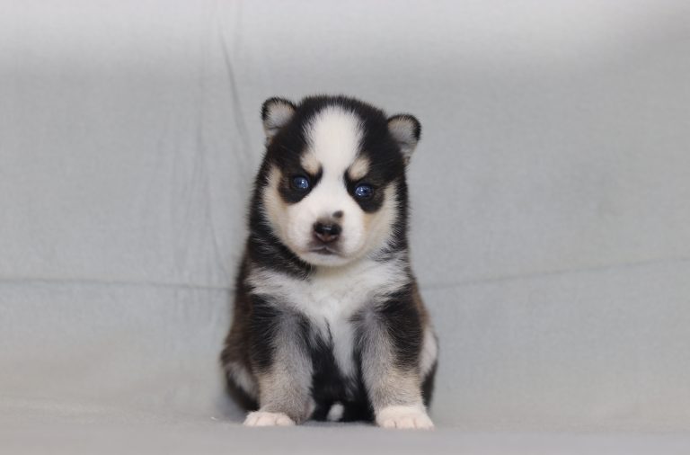 4203a Loki the pomsky-the puppy lodge