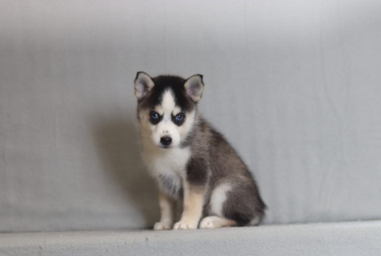 4204aalhasa the pomsky -the puppy lodge