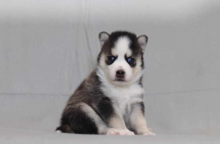 4204aa Lhasa the pomsky-the puppy lodge